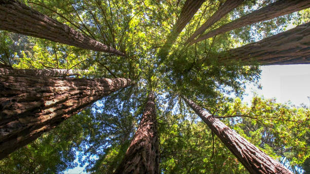 How Our Tree Care Process Works  in  Opelousas, LA