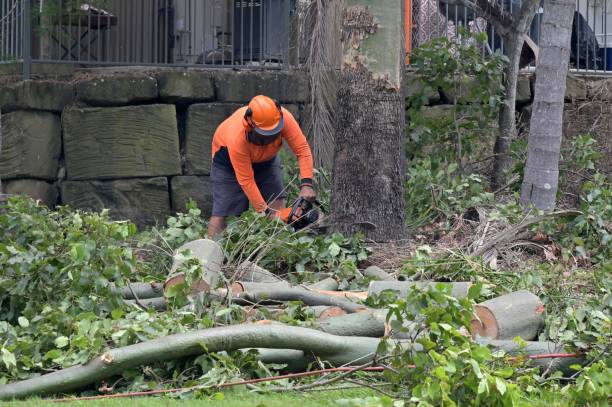 Trusted Opelousas, LA Tree Care  Experts